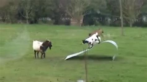 goats on a metal sheet|Video: Fun.